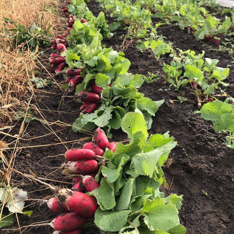 Crowded Garden Rows