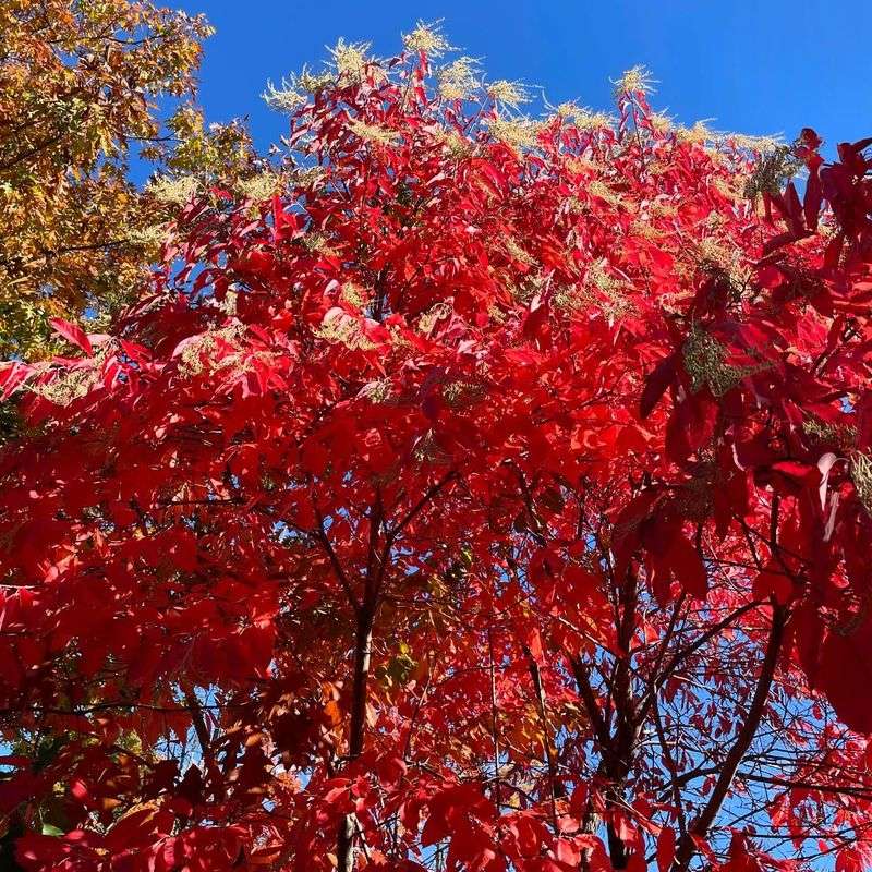 Sourwood