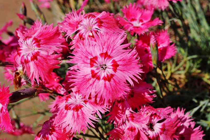 Cheddar Pink