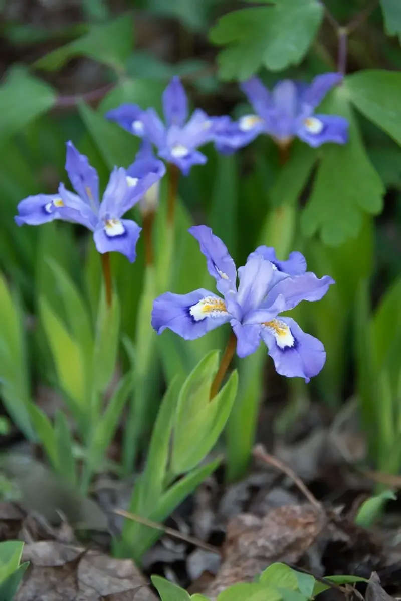 Dwarf Crested Iris (Iris cristata)