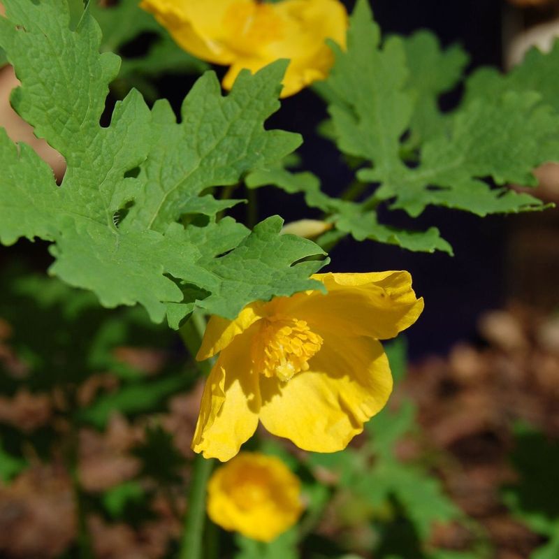 Celandine Poppy