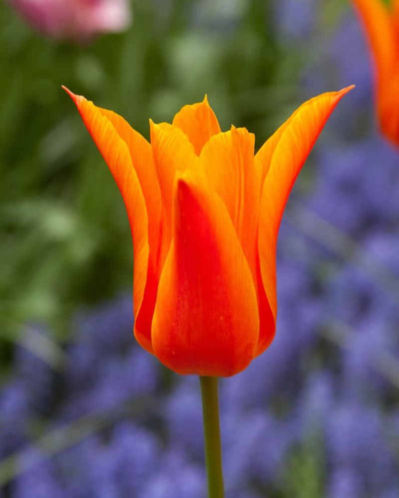 Lily-Flowered Tulips