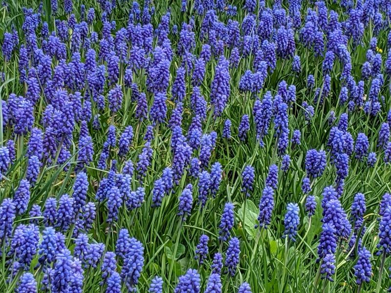 Muscari