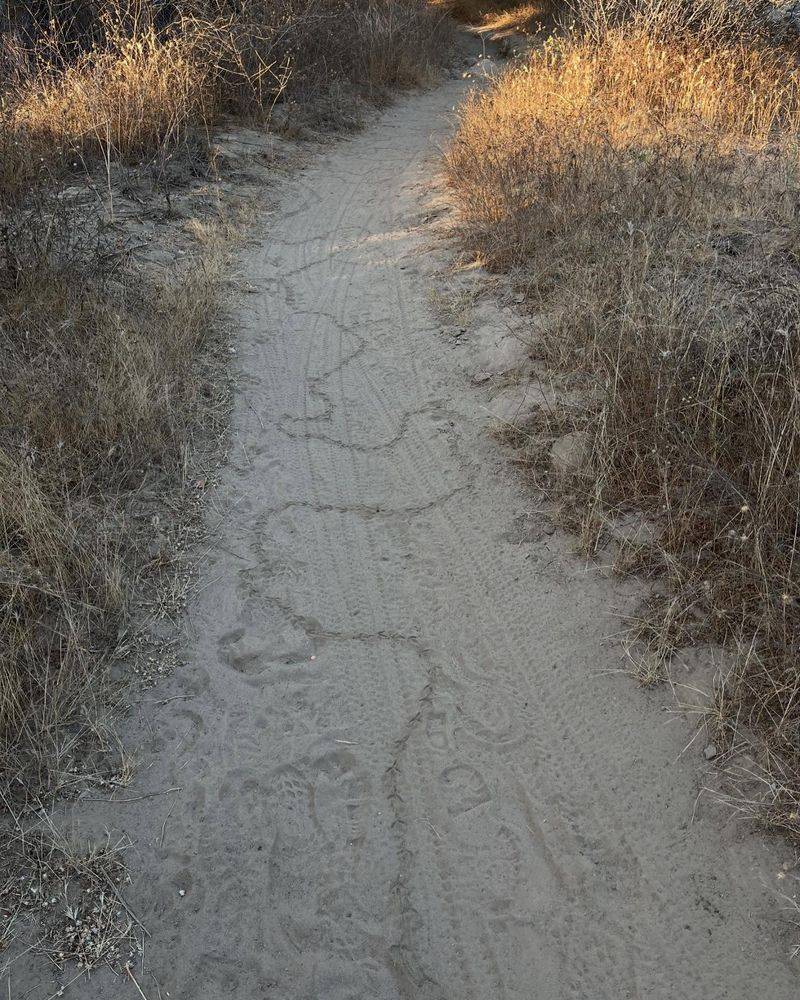 Mysterious Grass Flattening