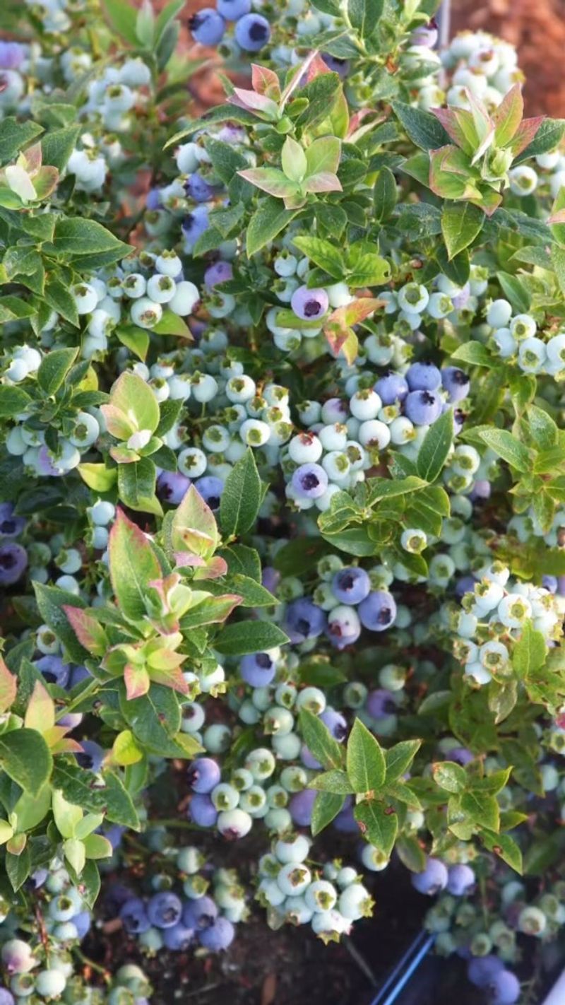 Blueberries Are Always Blue