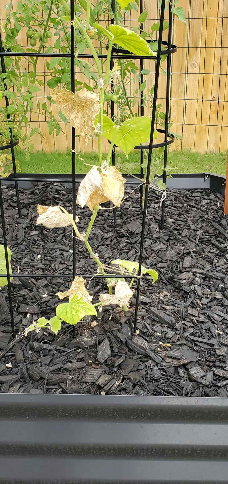 Pruning Calendar