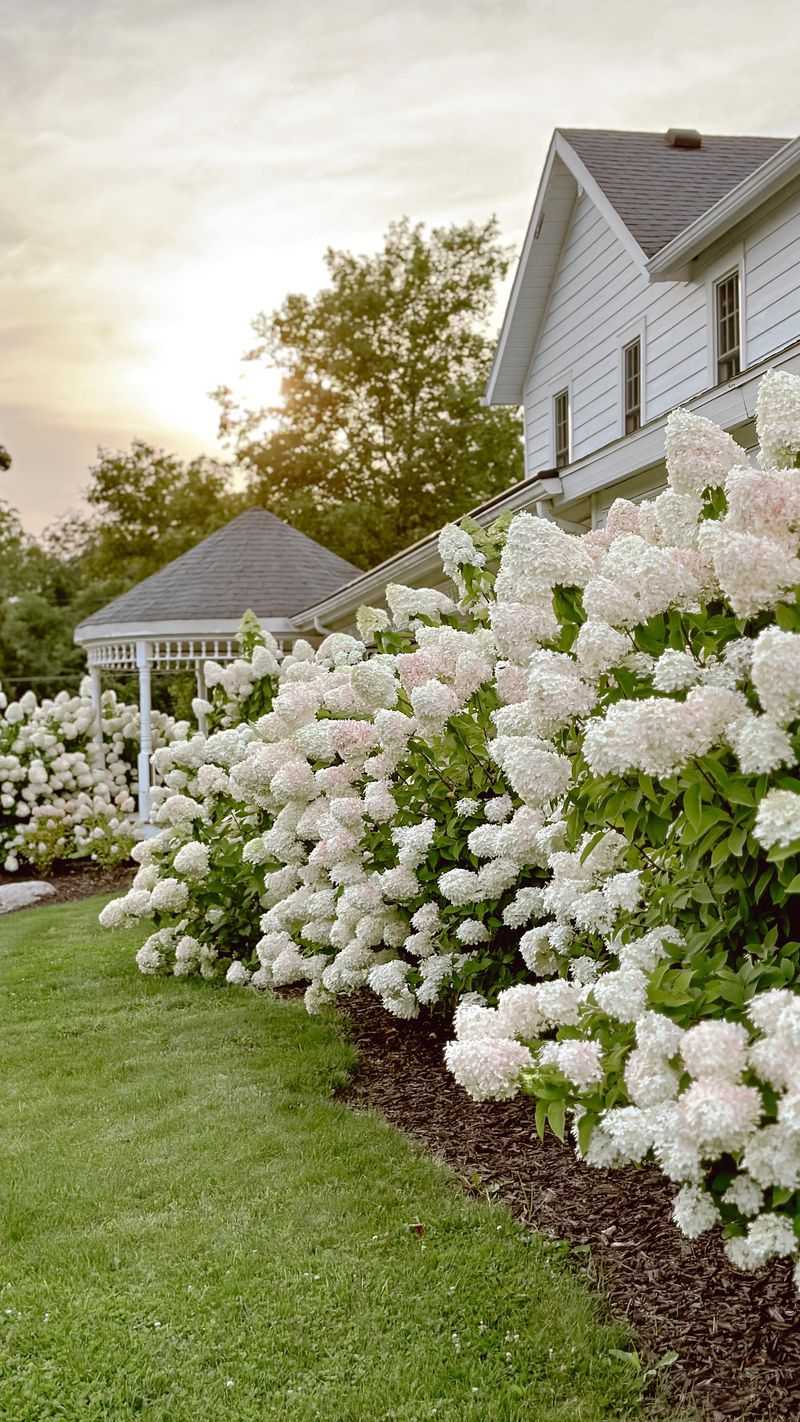 Water-Hungry Hydrangea Display