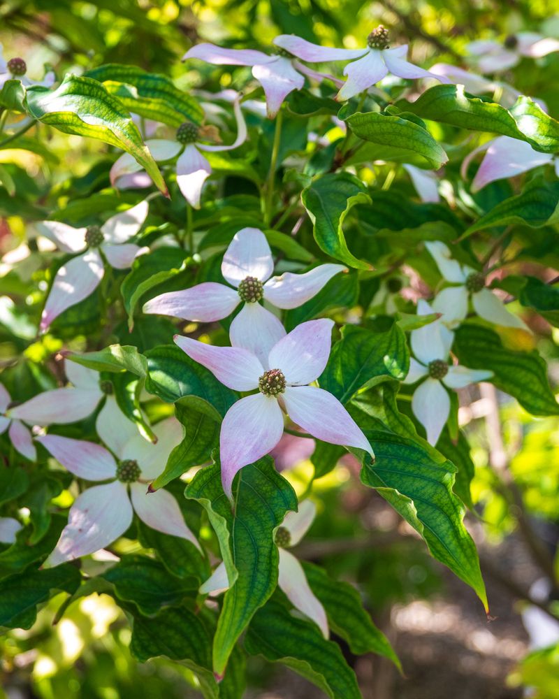 Dogwood