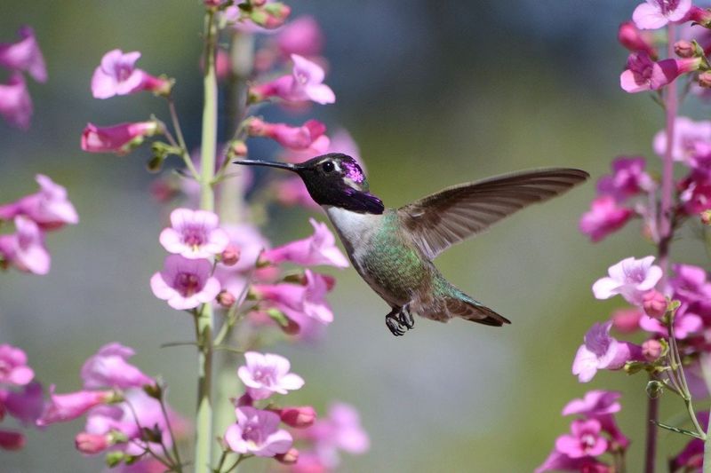 Penstemon