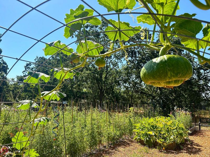 Pumpkins: Vine Catastrophe Waiting to Happen