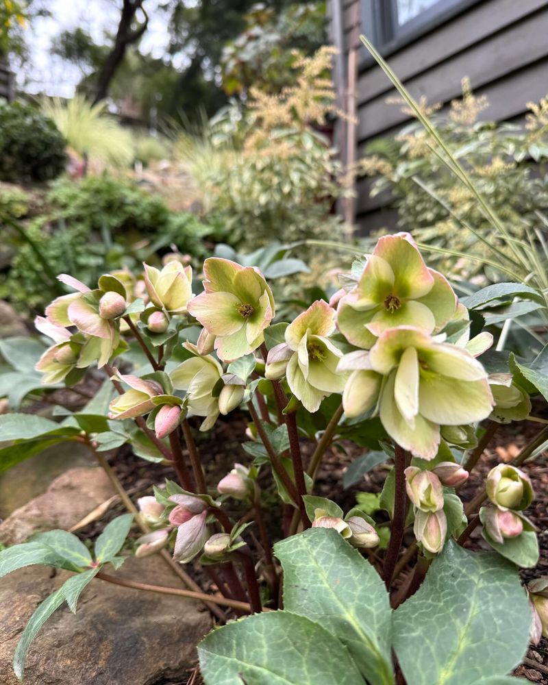 Hellebores
