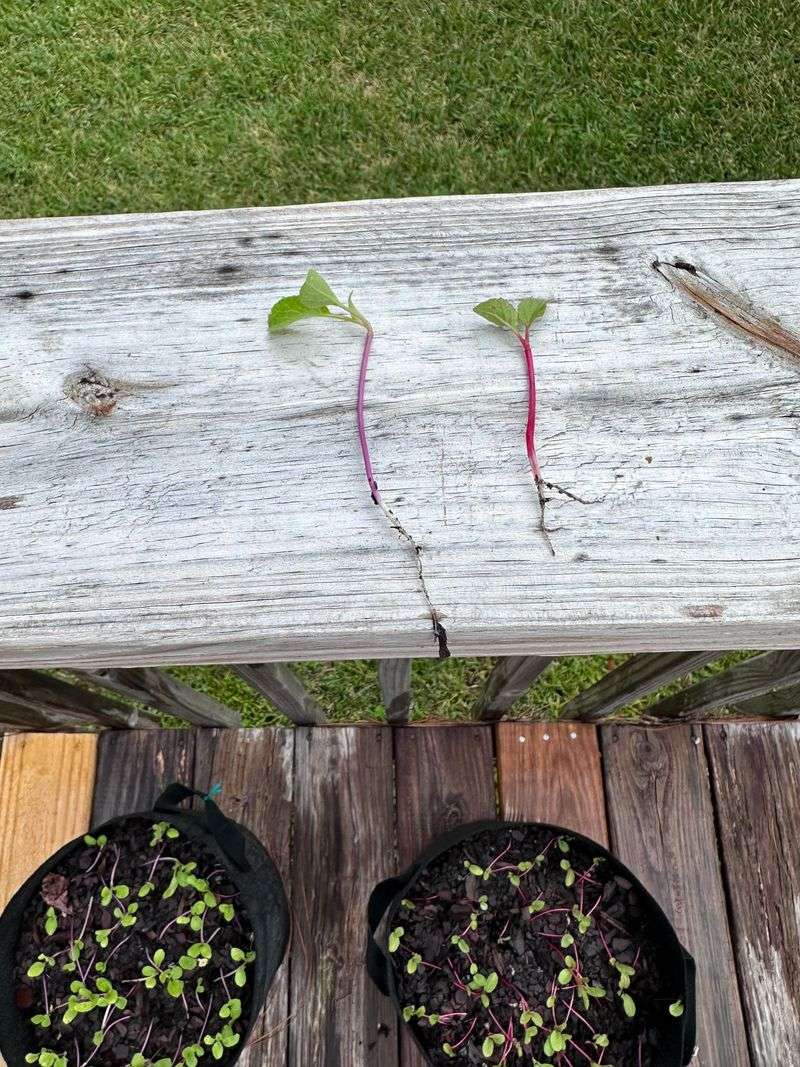 Recently Fertilized Beds