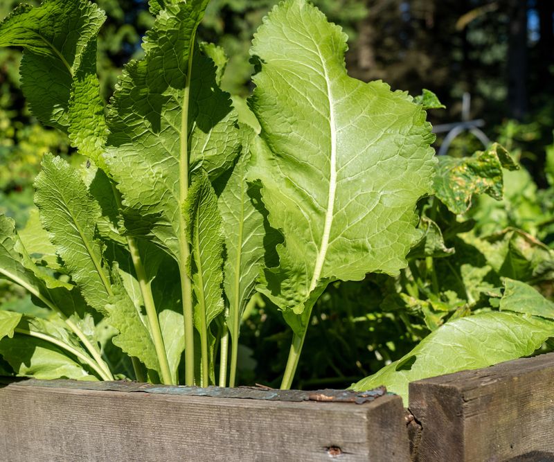 Horseradish: Aggressive Spreader