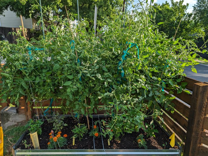 Overcrowded Plants Compete For Resources