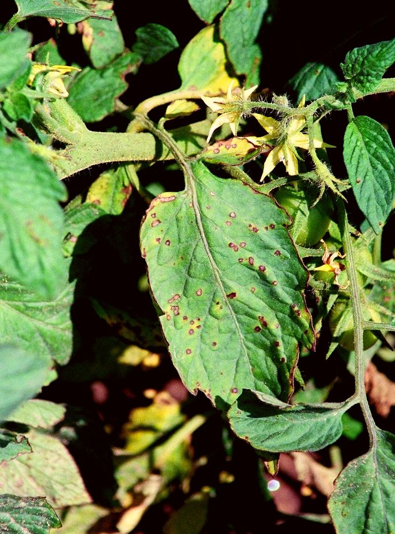 Bacterial Infections