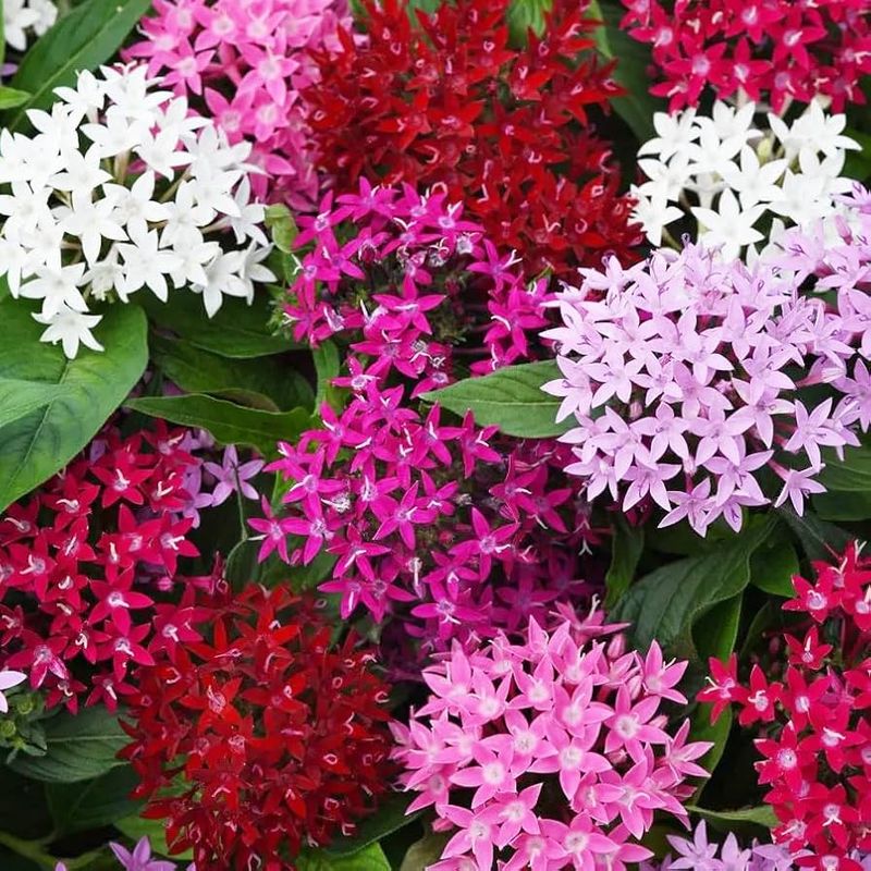 Pentas