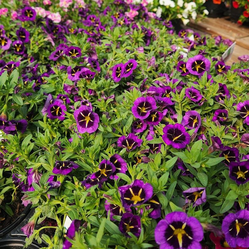 Calibrachoa (Million Bells)