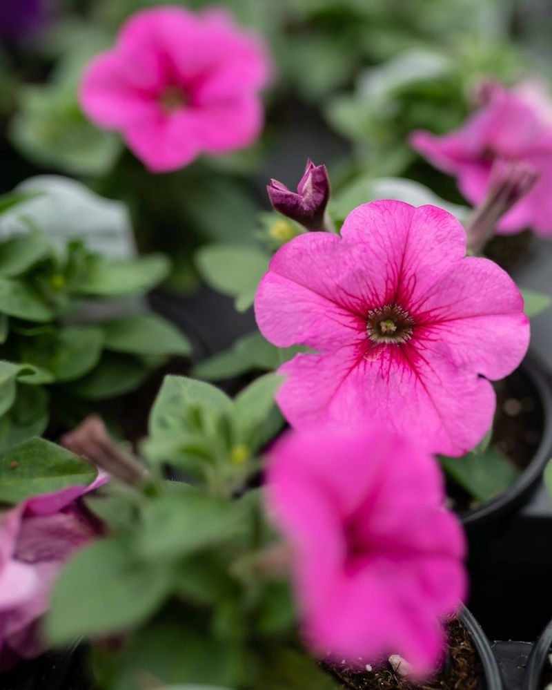 Petunias (Wave Series)