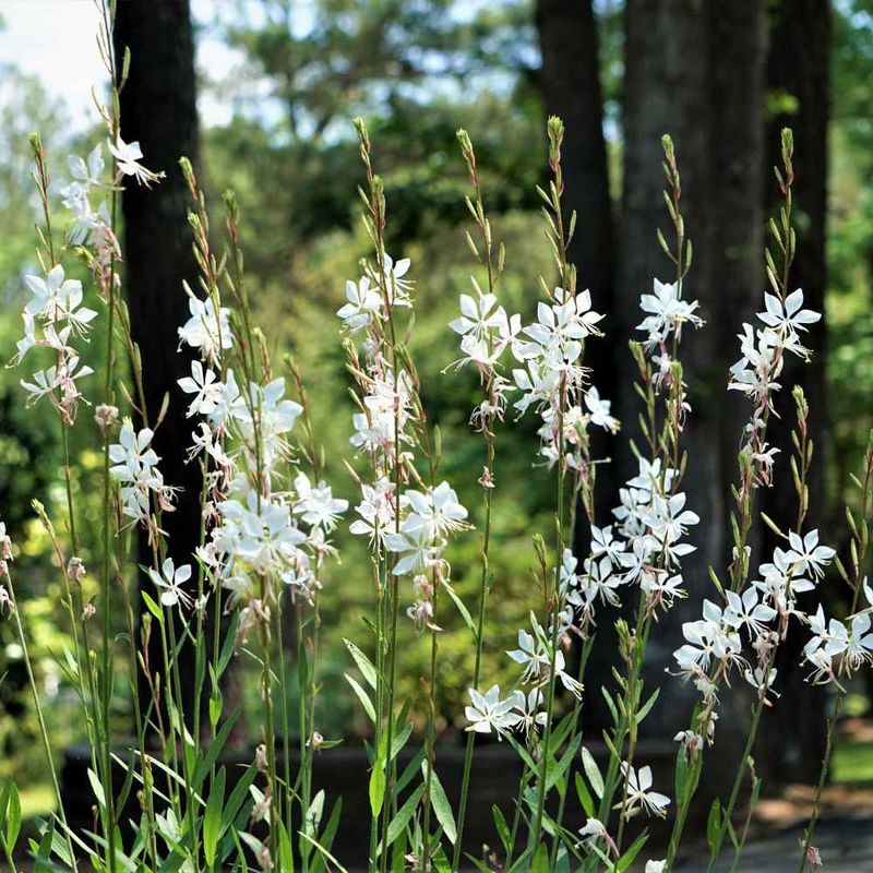 Gaura