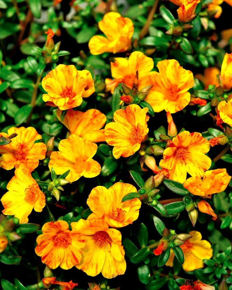 Portulaca (Moss Rose)