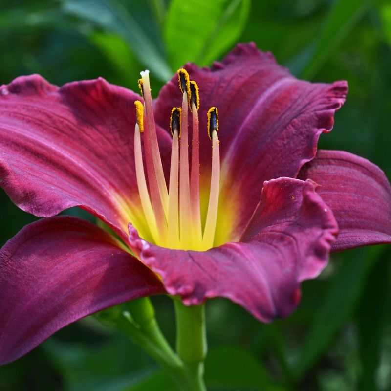 Daylilies: The Foolproof Flowering Machine