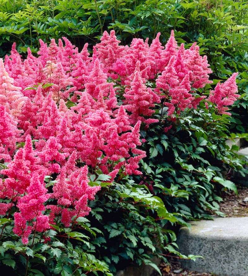 Astilbe: Thirsty Shade-Lovers That Wilt Easily