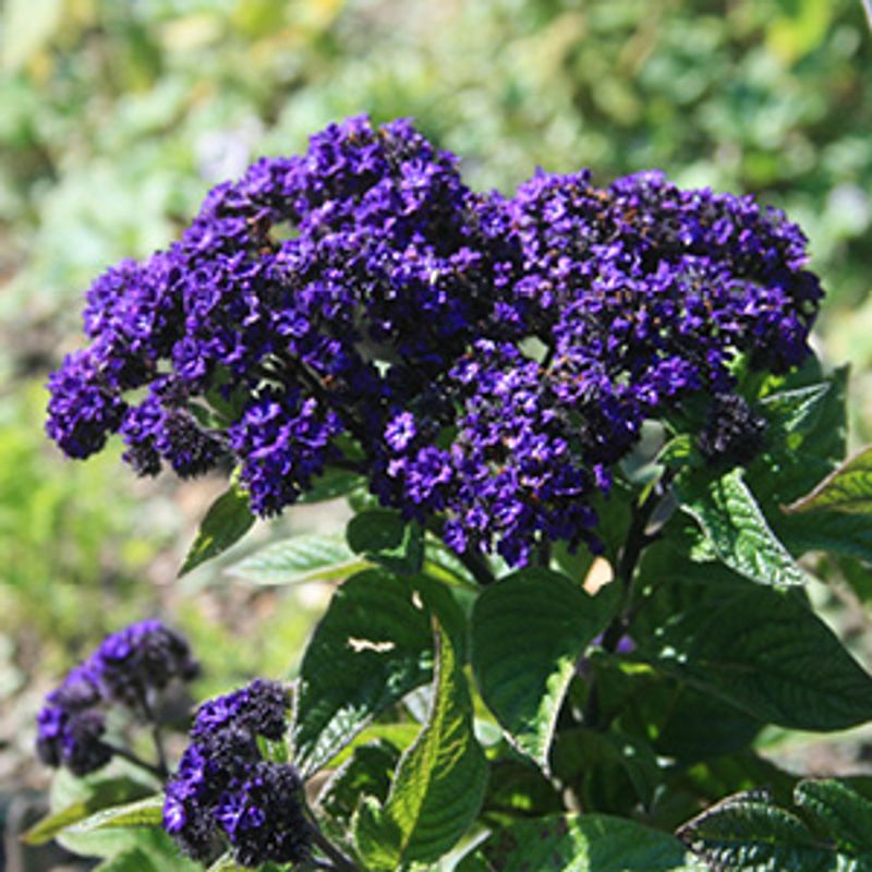 Heliotrope: Vanilla-Scented Charmer