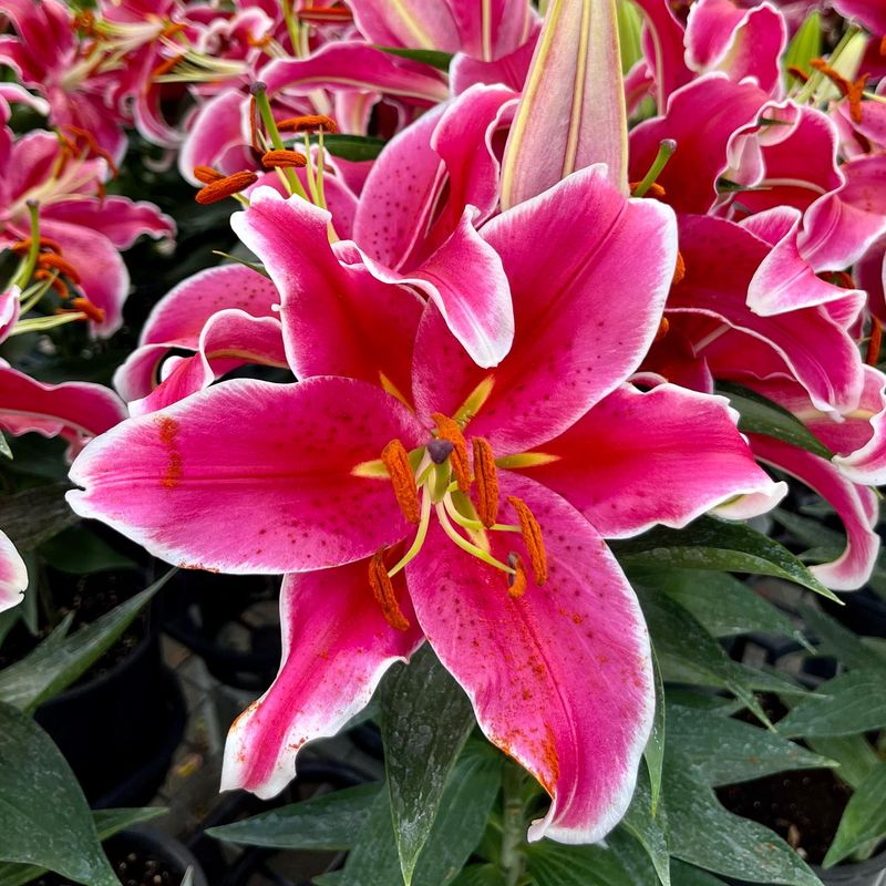 Oriental Lily