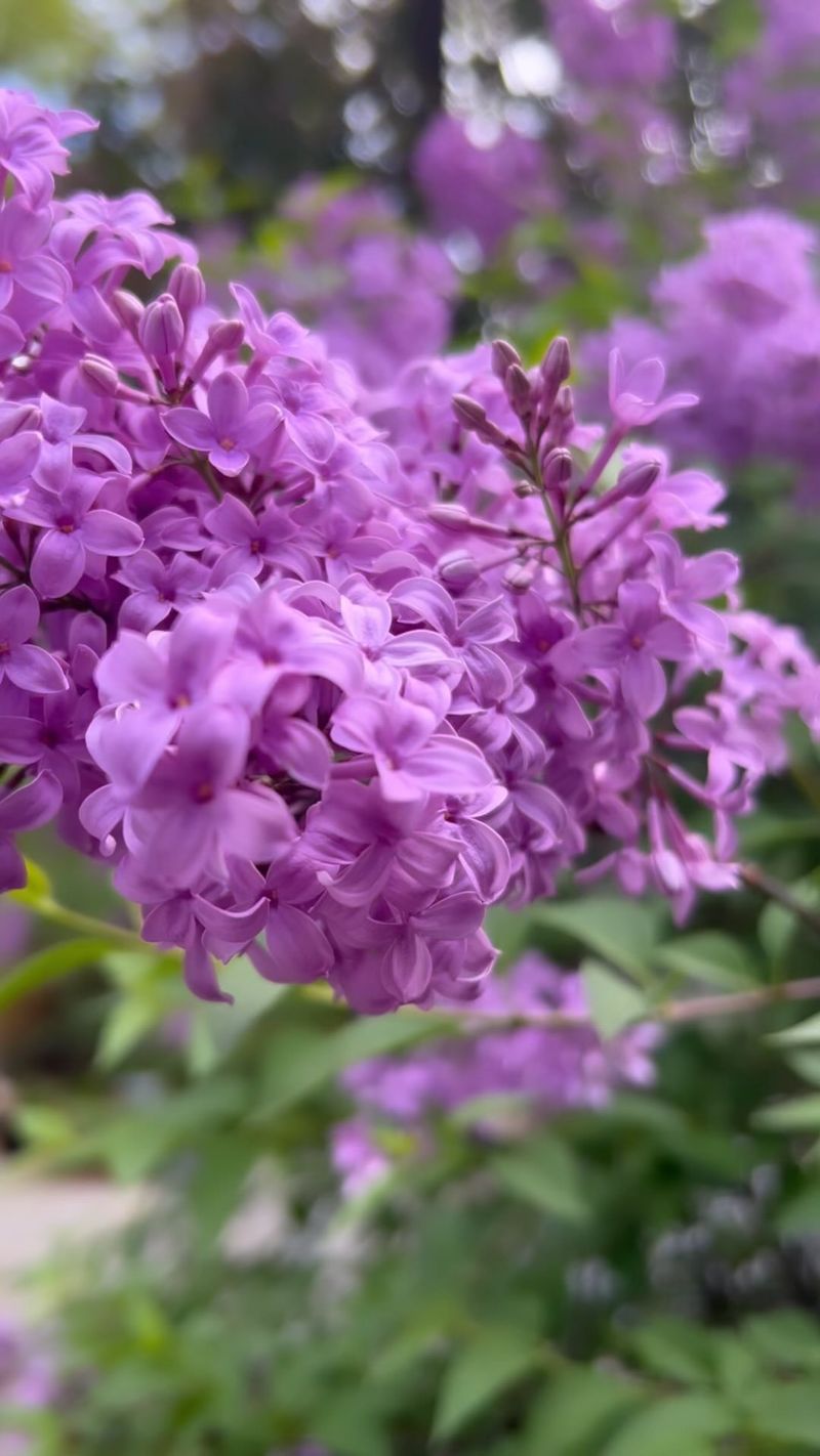 Lilac (Syringa vulgaris)