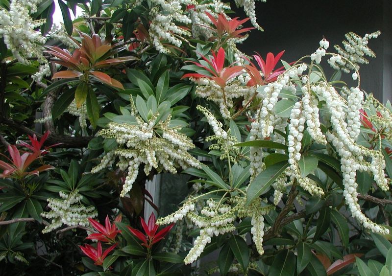 Pieris (Lily of the Valley Shrub)