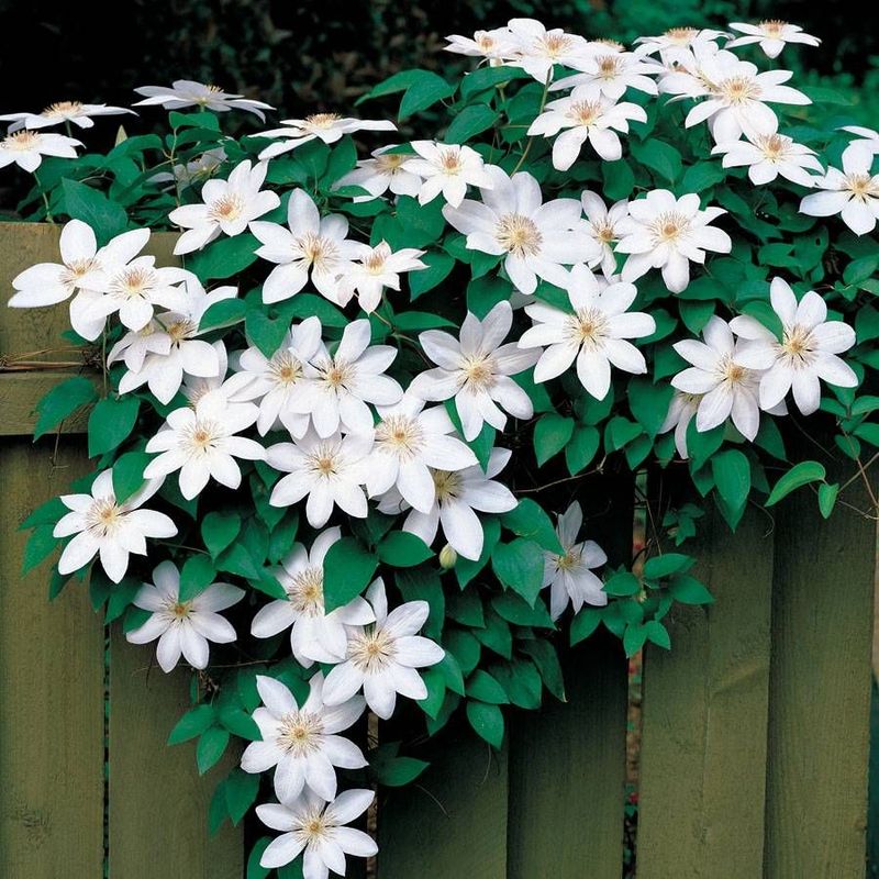 Clematis ‘Henryi’