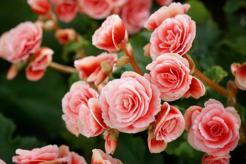 Tuberous Begonias