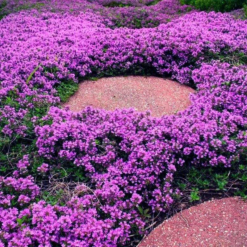 Creeping Thyme: Fragrant Foot Path