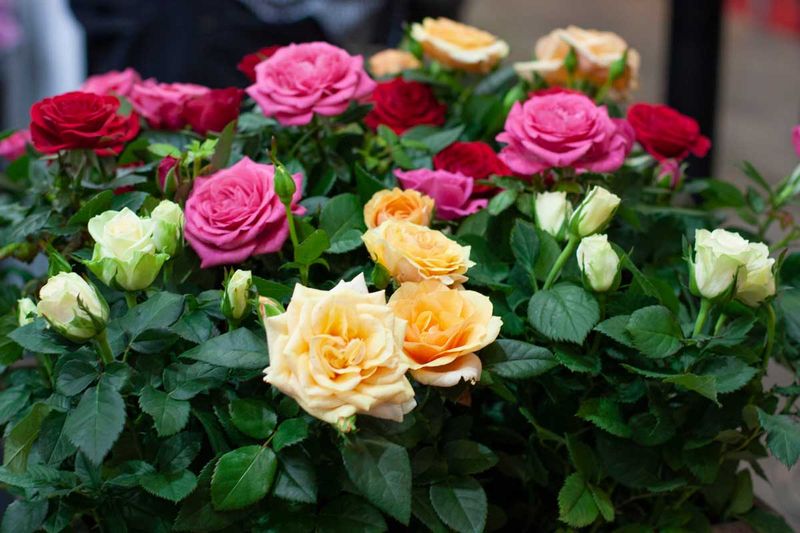 Roses in Containers