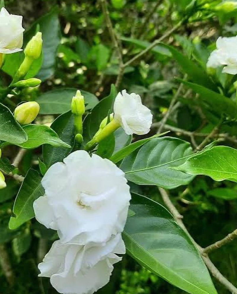 Gardenias