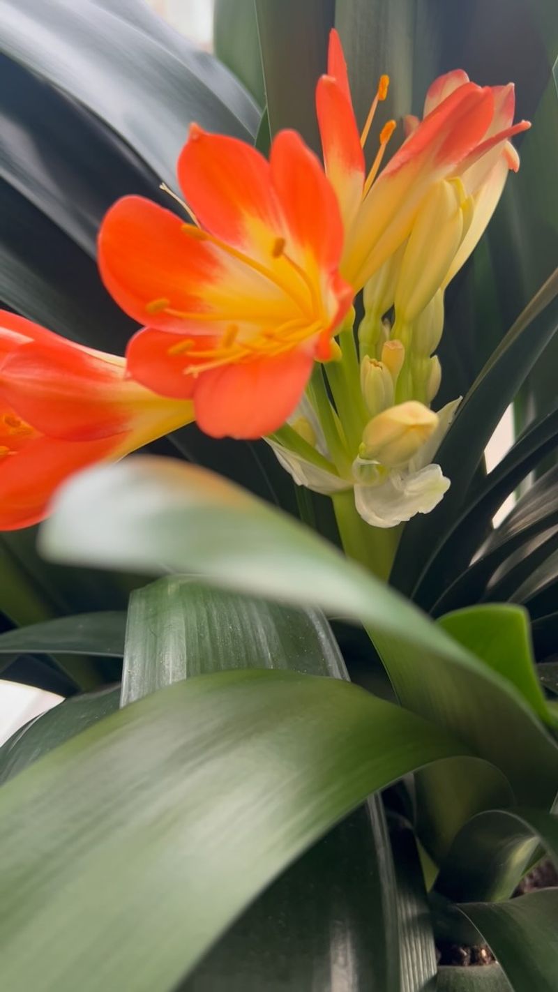 Clivia