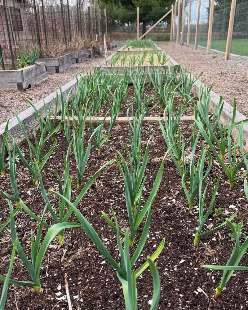 Onions