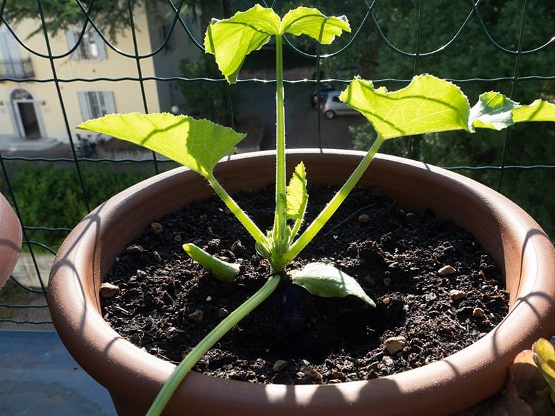 Zucchini: Nuttier Flavor In Compost-Rich Pots
