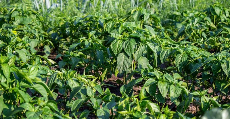 Sweet Potatoes - Ground-Covering Helpers