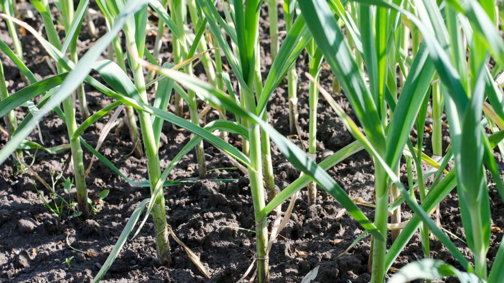 garlic