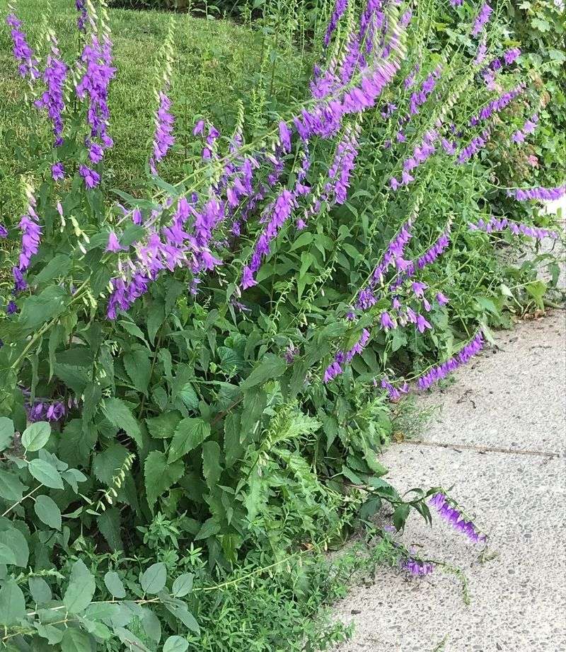 Creeping Bellflower