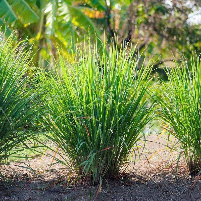 Lemongrass