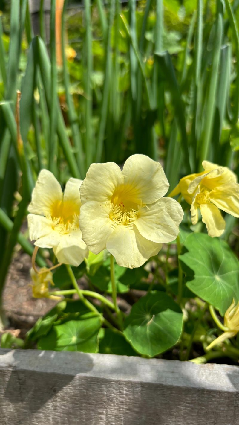 Nasturtiums Attract Beneficial Insects