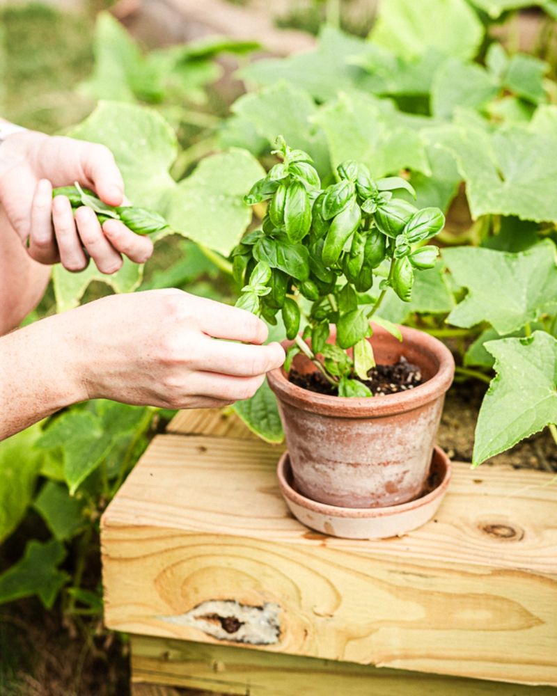 Basil: Flavor-Enhancing Protector