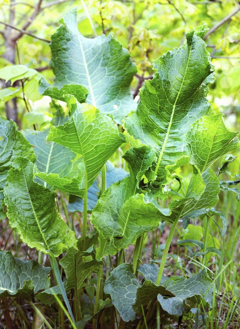 Potatoes and Horseradish: Root Protectors