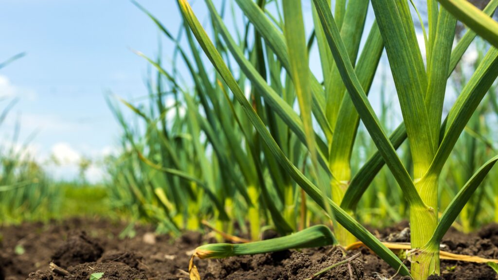 garlic plant