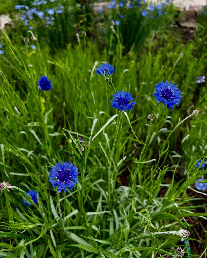Centaurea