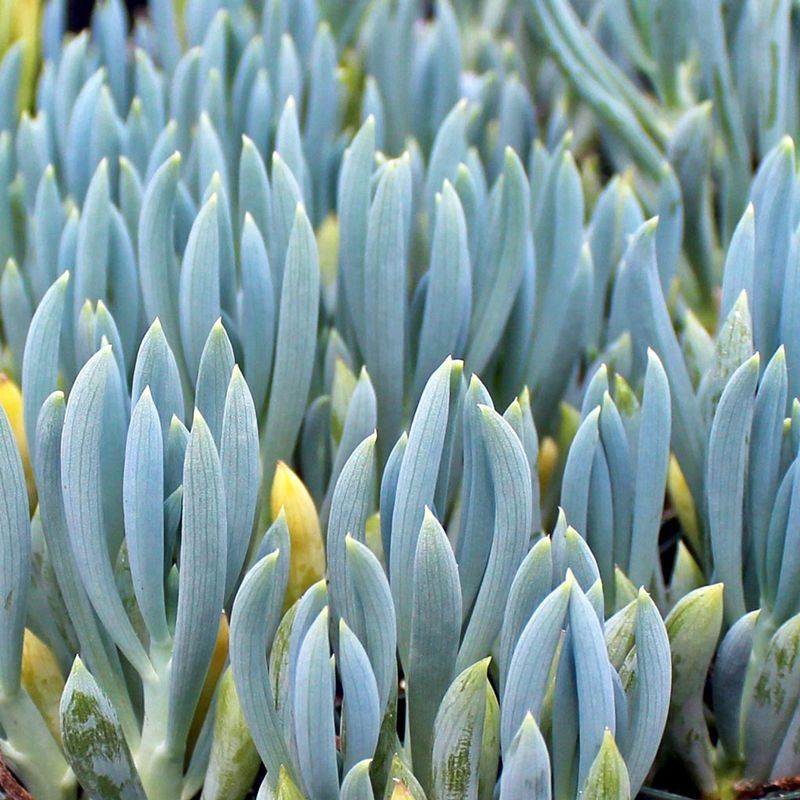 Senecio
