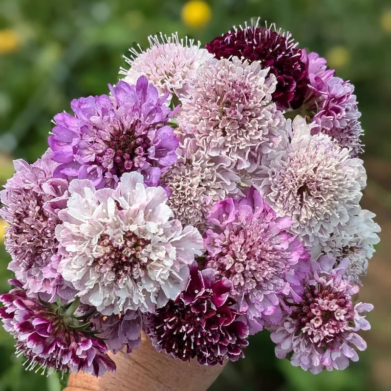Scabiosa