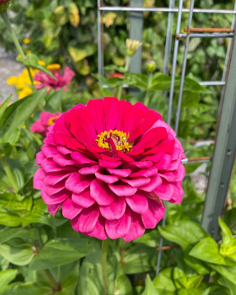 Zinnia